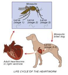 ! CANINE HEARTWORM DISEASE What causes heartworm disease? Heartworm disease (dirofilariasis) is a serious and potentially fatal disease in dogs.