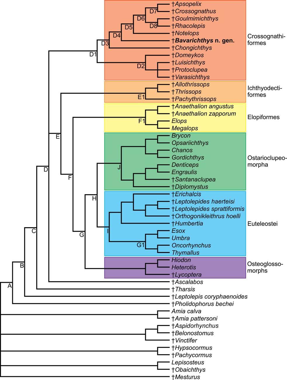 Fossil Record 13 (2) 2010, 317 341 331 Figure 12. Hypothesis of phylogenetic relationships of some fossil (y) and recent teleosts.