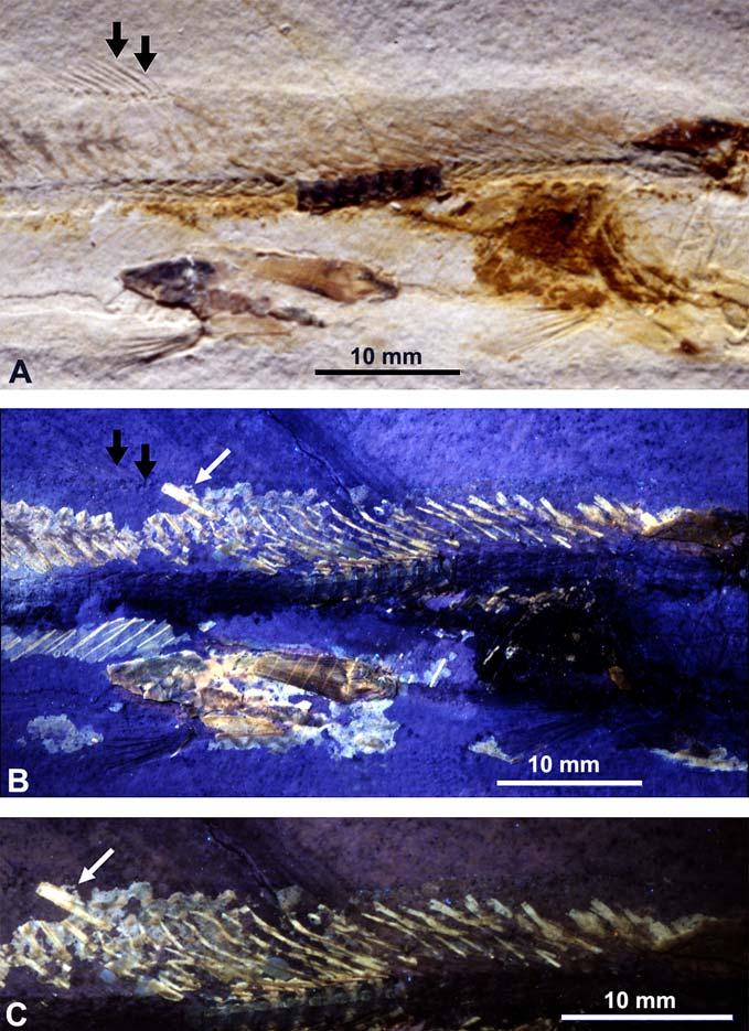 Fossil Record 13 (2) 2010, 317 341 321 Figure 3. Observation of the crossognathiform fish described here (JME SOS 4934b) under different light conditions. A.