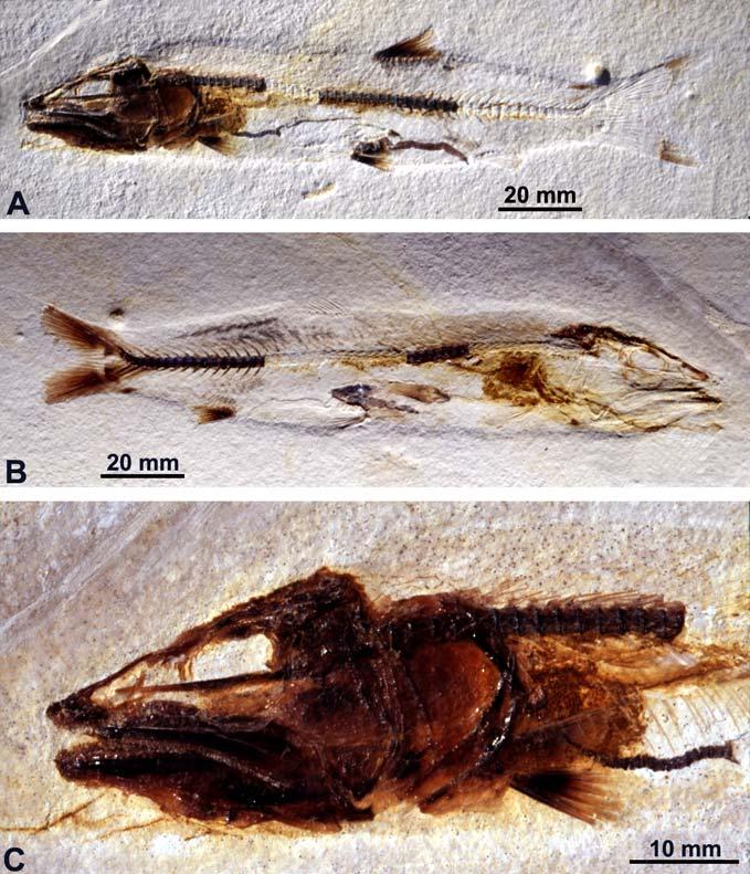 322 Arratia, G. & Tischlinger, H.: First Jurassic crossognathiform fish from Europe Etymology.