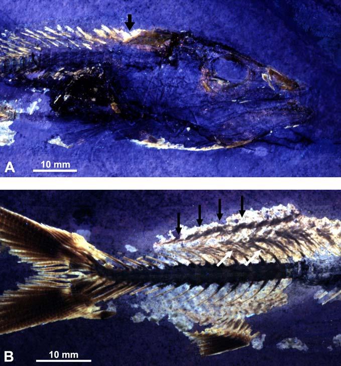 Fossil Record 13 (2) 2010, 317 341 325 Figure 6. Bavarichthys incognitus n. gen. n. sp. A. Head and anterior part of the body in lateral view (JME SOS 4934b) under ultraviolet light.