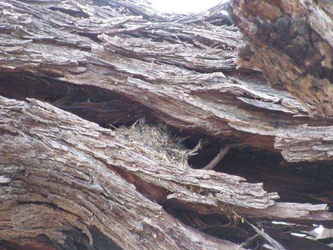 Examples of nests found by some of