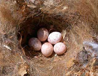 Nest-Monitoring Risks B. Zimmerman Abandonment If you find a nest with eggs and no parents, verify whether the nest is indeed abandoned.