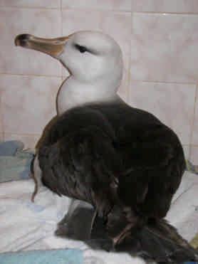 IMPORTANT POINTS TO REMEMBER WHEN RESCUING DANGER: Care must be taken to protect your eyes and face. Albatrosses and Gannets have razor sharp beaks and can inflict awful wounds to your fingers.