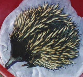 Considering their size, they are remarkably strong. Most common reasons for rescues involve being hit by cars. Other calls are about uninjured echidnas that have moved into a garden.