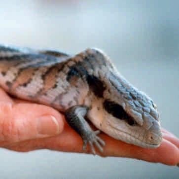 LIZARDS, GOANNAS & TURTLES All reptiles are ectothermic animals relying on the sun for heat and are therefore more active during summer with many hibernating during winter (reference in this guide is