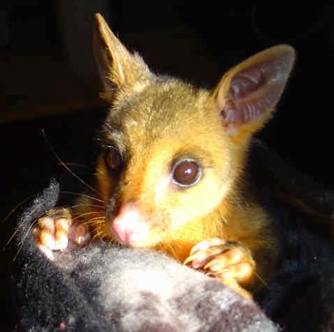 Basic Rescue Training POSSUMS AND GLIDERS Possums and gliders are arboreal and nocturnal marsupials.