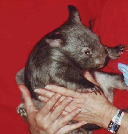 Basic Rescue Training WOMBATS Wombats are large, solid burrowing marsupials with coarse fur, a backward opening pouch, short legs, and powerful digging claws.