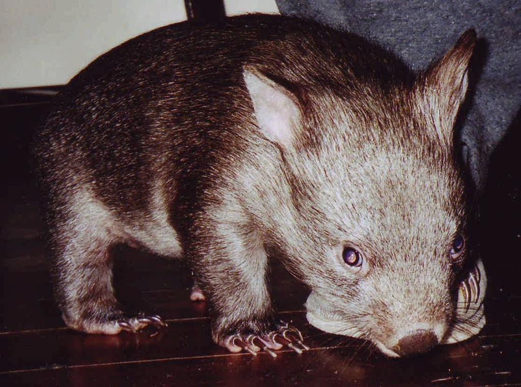 Basic Rescue Training All adult wombats should be put into a secure travel cage. Seek immediate veterinarian help or advice from your coordinator or an experienced carer.