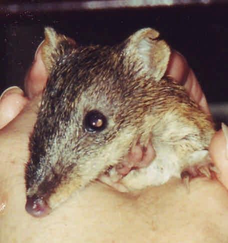 BANDICOOTS & DASYURIDS Bandicoots (left) are small ground dwelling nocturnal marsupials feeding on insects, worms, snails, berries and seeds.