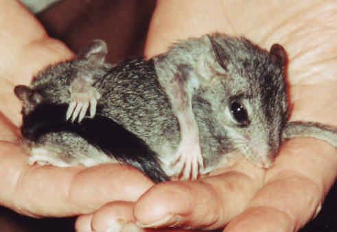 Dasyurids occurring in our area include antichinus, quolls, planigales, dunnarts, and phascogales (below).