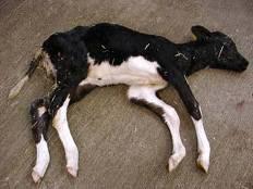 Birth to Weaning 8 10% calves die before