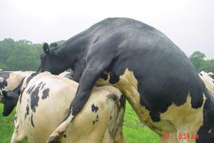 urination/ mounting other cows/ /