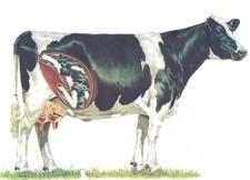 Transition 30 Days 30 Days Good transition essential for cow to reach potential Crucial: Minerals AND Intake