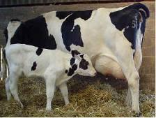 Critical Control Point: Newborn Calf Health Vaccinate pregnant cows 2 injections 2