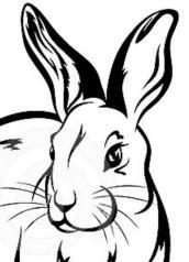 Van Wert Fall Rabbit Show (ARBA sanctioned open & youth) Use gate #4 off Fox Road (south side of fairgrounds) Saturday September 02, 2017* 10:00 a.m. Note: this is a part of the Van Wert County Fair and there is a $7.