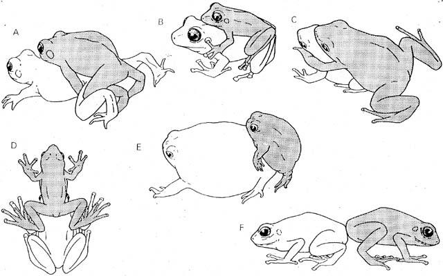 Reproduction, Amplexus (males shaded)