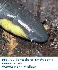 Modern Amphibian Diversity Tentacle - protrusible olfactory