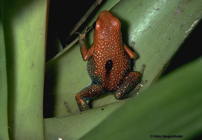 pumilio, male carrying tadpole on back Poison Frog,
