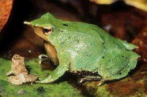 Modern Amphibian Diversity Anuran Reproduction/ Parental Care Darwin Frog, Rhinoderma darwini,
