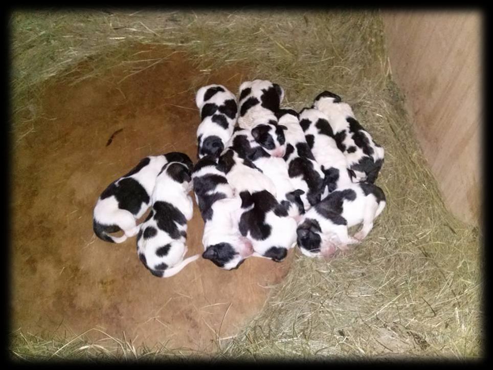 Livestock guarding dogs The goal: to distribute 20 pups from