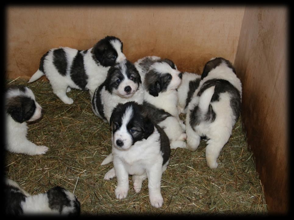 December 2016 - first project litter (Tornjak breed) 8 pups