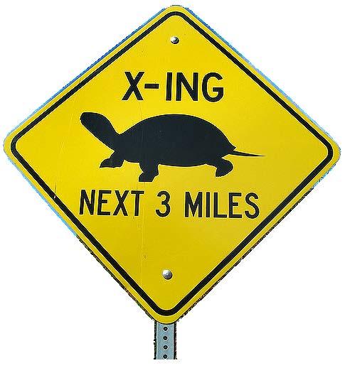 Every Turtle Matters Not only are Blanding s turtles capable of living a really long time, their populations depend on it!