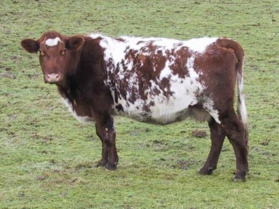 Cow Colours In a specific type of cow it has been shown that when red cows breed with red