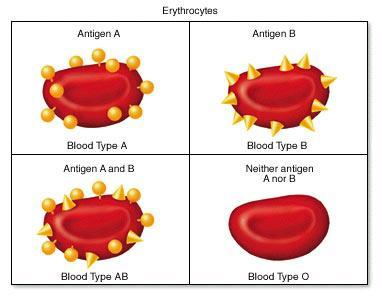 Human Blood types Can you identify any possible information about the genotype from