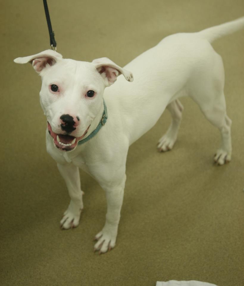 Renny Renny is a 9-month-old, female, white Pit Bull Mix. Her namesake comes from Gaelic and means mighty. This Irish lass is full of charm and anybody would be lucky to have her as a companion.