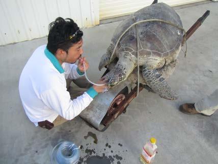 Taka Shimada successfully resuscitating a green turtle