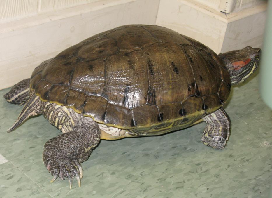 TurtleHaven also established dropoff locations with three local veterinarian clinics that were able to provide medical attention to turtles hit or injured on roadways.