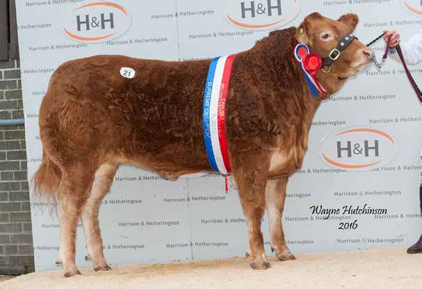 LIMOUSIN RED LADIES DERBY SHOW & SALE Friday 8th December 2017