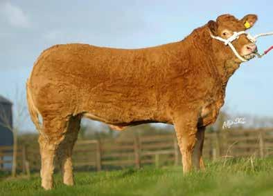 LOTS 85 & 86 2 GRADE A Frozen Embryos Stored at Lambert, Leonard & May No Release Fee Required Not eligible for Export to Ireland. 103 Breeding of Embryos: Sire TRUEMAN JAGGER SLN14-6436 gs.