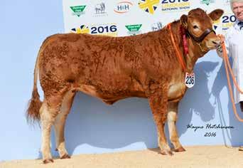 LOUISE Maternal sister to Lot 2 1st prize winner