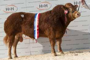 BANKDALE ALICE WLJ05-091 Foxhillfarm Jasper (sire) won Overall Champion Carlisle May 2015 and sold for 35,000gns.