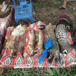 Wildlife Volume IDRC; 11,664 carcasses (108 species from 3,846 individuals identified) or 5,750 kg