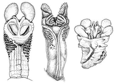 A MALE! Chelonians phallus, lizards/snakes hemipenes Chelonians>lizards>snakes Commonest cause of prolapse 35.