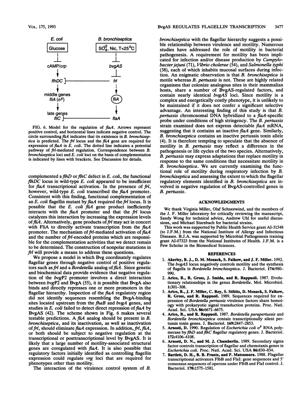 VOL. 175, 1993 E. coli Glucose camp/crp flhdc ]- middle genes flia (af) late genes flic ]- B. bronchiseptica S2, Nic, T<25 C 1 bvgas fri flaa FIG. 6. Model for the regulation of flaa.