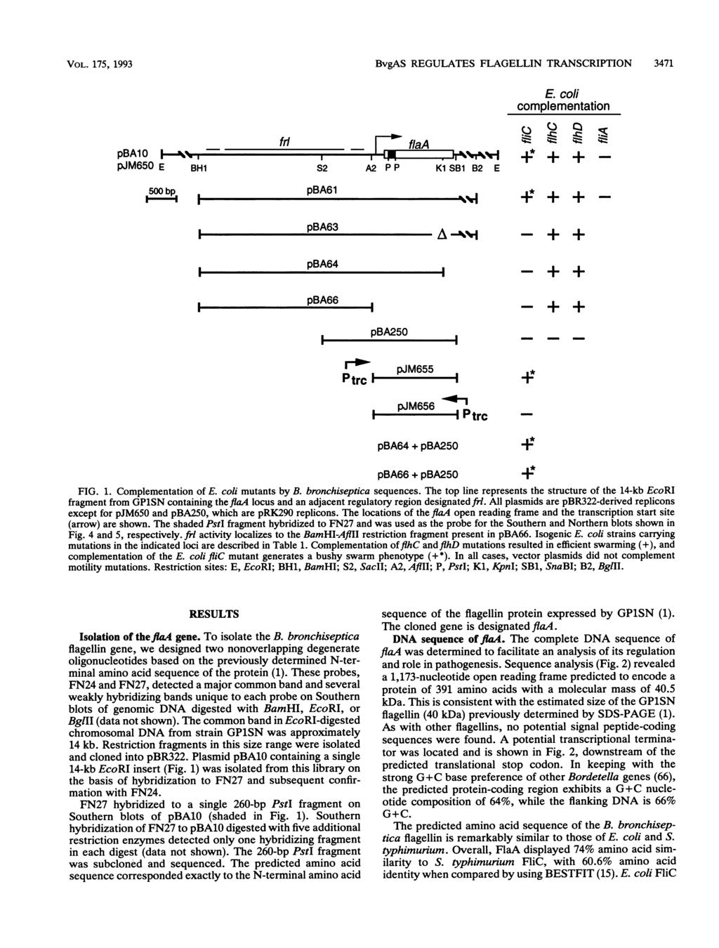 VOL. 175, 1993 BvgAS REGULATES FLAGELLIN TRANSCRIPTION 3471 E. coli complementation pbal 0 1 -'-r pjm650 E BH1 frli 500 bp pba61 F- -T~-.