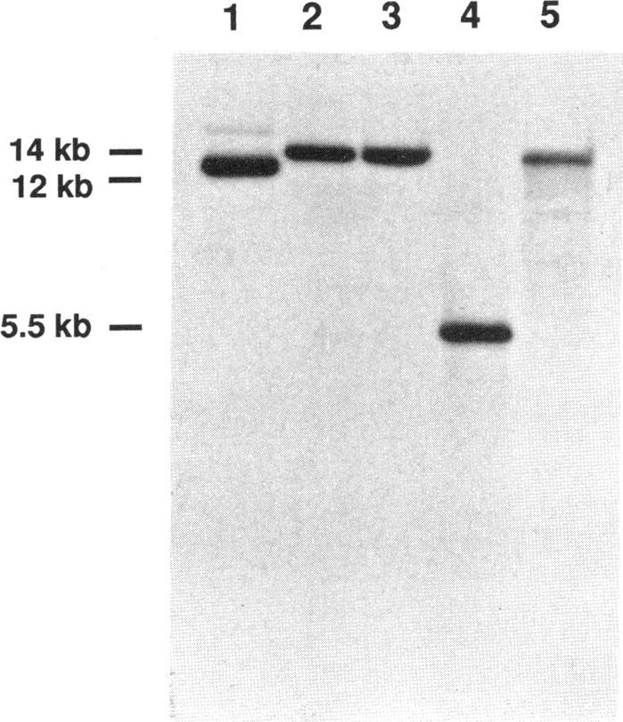 pba1o and derivative pba61 complemented E. coli YK4146 containing a nonrevertible mutation in the flagellin gene, flic.