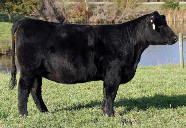 Lot 19 19 CHERRY KNOLL FOREVER LADY 1719 BD: Spring 2017 PB Angus AAA #18889389 SIRE: CLASSEN DAM: ROTH FOREVER LADY AI: 5.11 to Insight PE: Primo Lut Another big time favorite here from Cherry Knoll.