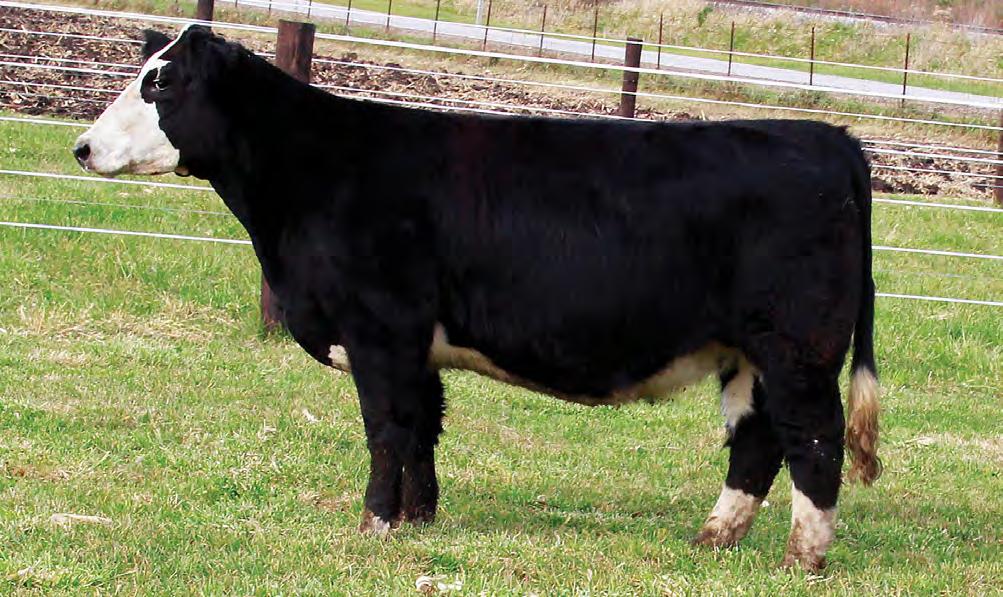 Lot 28 28 MISS COMFORT ZONE BD: Spring 2017 SIRE: COMFORT ZONE DAM: MERCEDES BENZ AI: 4.1 to Bismark PE: Crowd Pleaser This Comfort Zone brings us a little different pedigree to rising stars.