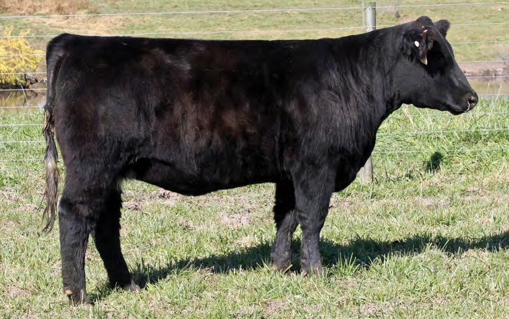 Lot 36 36 MISS AFFLICTION 18 BD: Spring 2017 Composite SIRE: AFFLICTION A02 DAM: ANGUS AI: 4.
