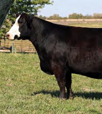 40 MISS POWER 166 BD: Spring 2011 Composite SIRE: