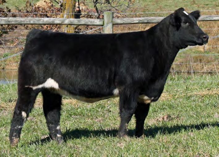 Lot 43 43 MISS BB 240 BD: Spring 2017 Composite SIRE: MADE TO ORDER DAM: BB (FRICTION X HEAT SEEKER) AI: 5.11 to Bankroll PE: Primo Lut Unique pedigree, unique built.