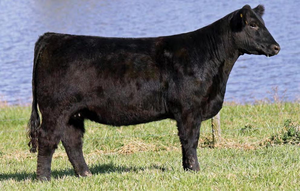 Lot 45 45 MISS SEDALIA BD: Spring 2017 Composite SIRE: HERE I AM DAM: BREATHE EASY DONOR AI: 5.13 to Brigade PE: Primo Lut Here s a flat out good one.