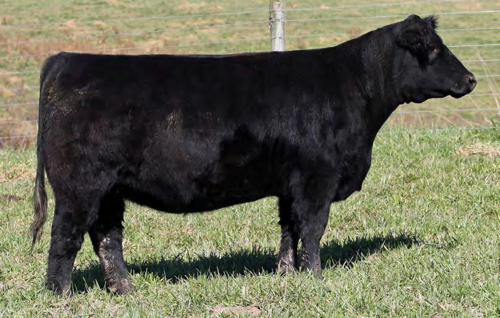 Lot 47 47 MISS SASSY BD: Spring 2017 Composite SIRE: SOLID GOLD DAM: SASSY 6X AI: 5.
