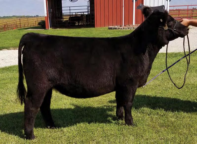 including the 4th overall at the Charolais Jr. Nationals donor. This donor is young with a great future ahead. Stored at: Holtkamp Cattle Co. 55 KEYMURA KATY EMBRYOS 3 NO.