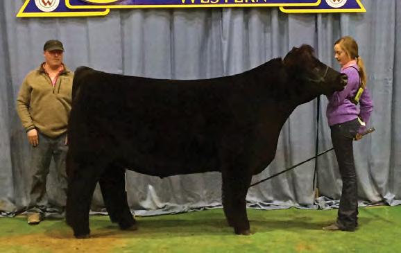 She was attitude wise and could really draw a crowd at the show. Her first calf brought $32,000.